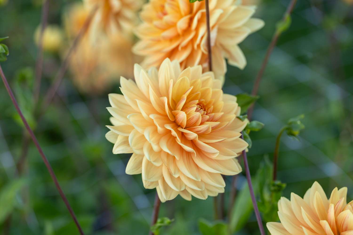 Dahlie ‘Rancho’